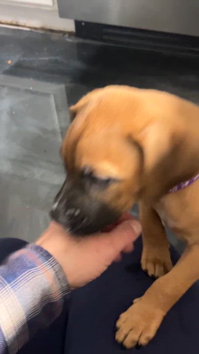 Enlarge Bunny, a ADOPTABLE mixed breed in Littleton, CO video 4/6