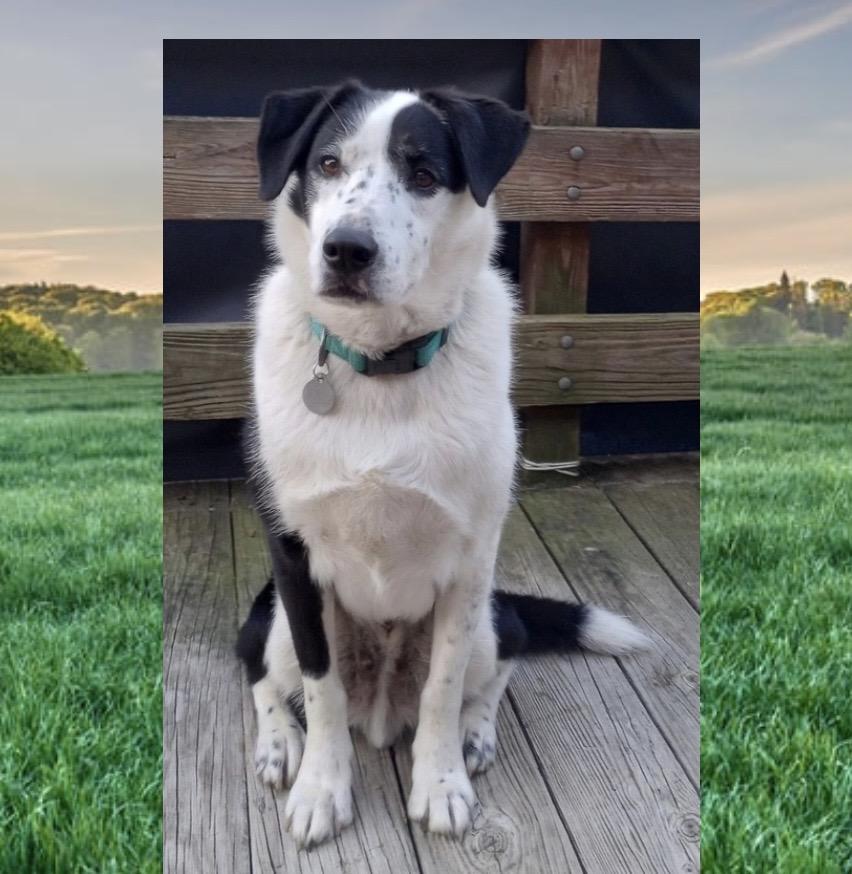 Enlarge Jeb, a ADOPTABLE mixed breed in Westfield, NY image 6/6
