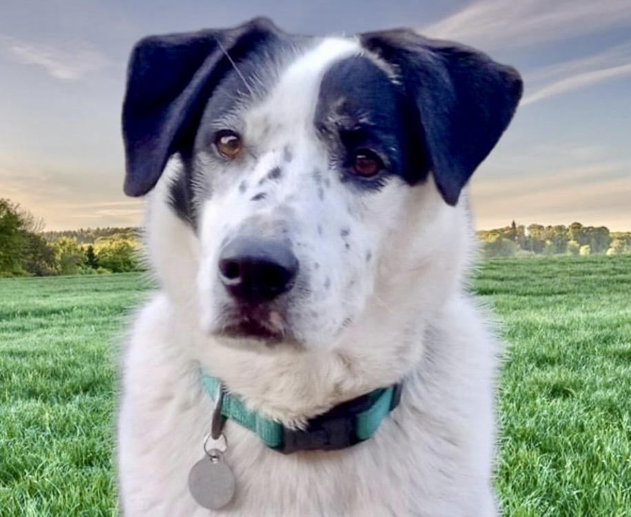 Enlarge Jeb, a ADOPTABLE mixed breed in Westfield, NY image 1/6
