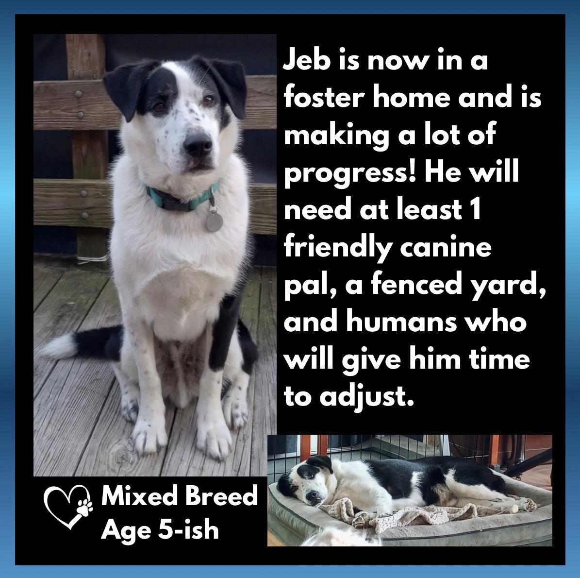 Enlarge Jeb, a ADOPTABLE mixed breed in Westfield, NY image 2/6
