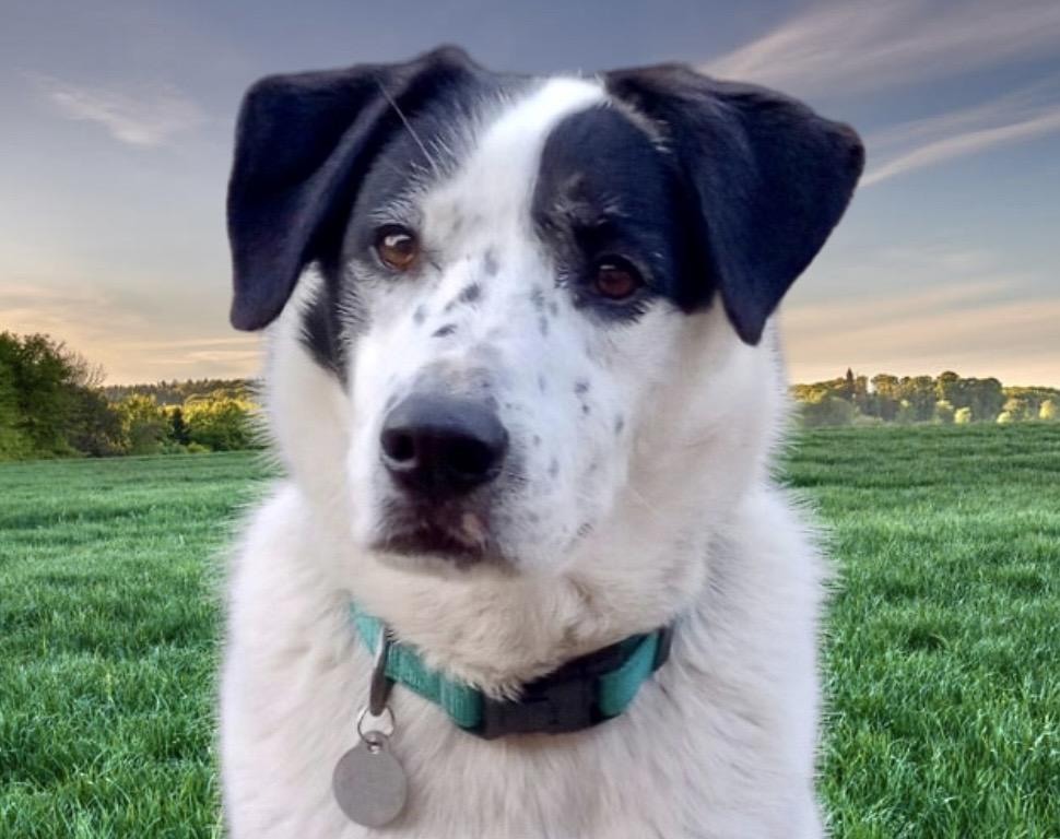 Jeb, ADOPTABLE, Adult Male Mixed Breed & Border Collie.
