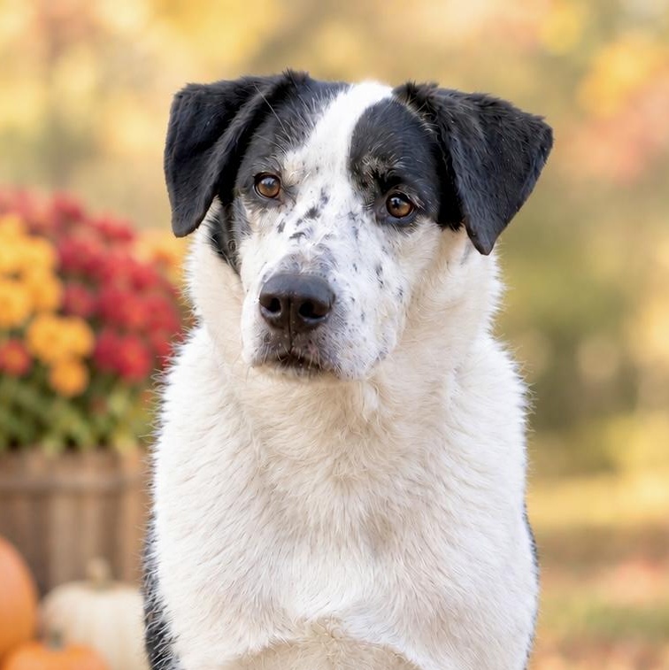 Jeb, Adoptable, Adult Male Mixed Breed & Border Collie.
