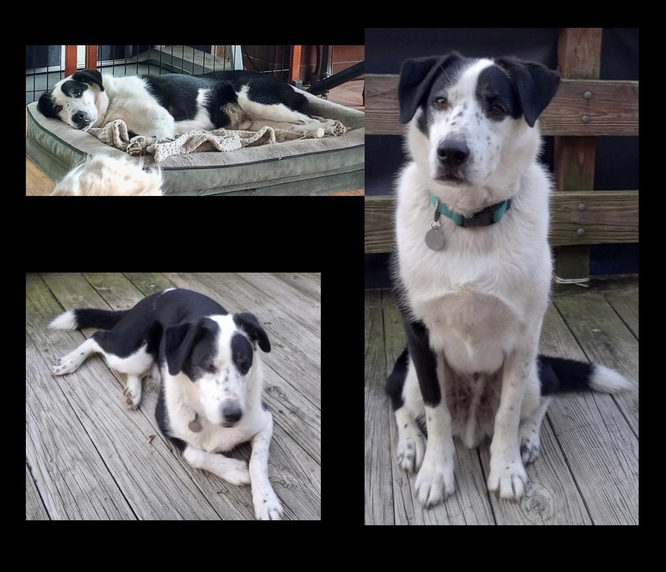 Enlarge Jeb, a ADOPTABLE mixed breed in Westfield, NY image 3/6