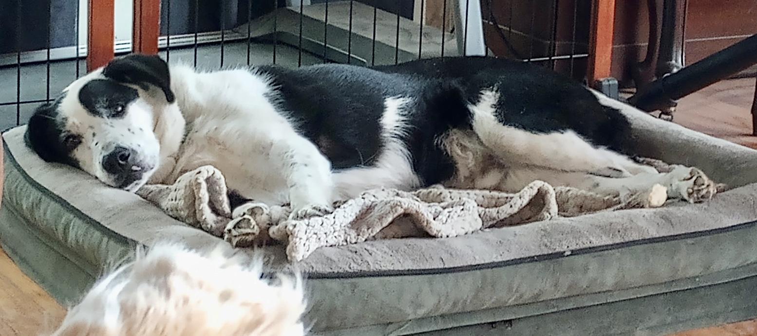 Enlarge Jeb, a ADOPTABLE mixed breed in Westfield, NY image 5/6