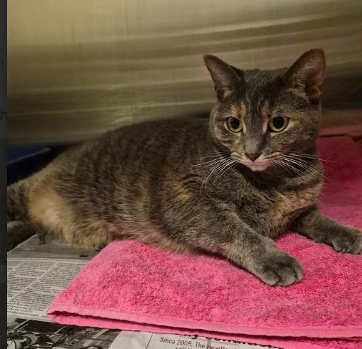 Rasputia, an adopted mixed breed in Cicero, IL image 1/3