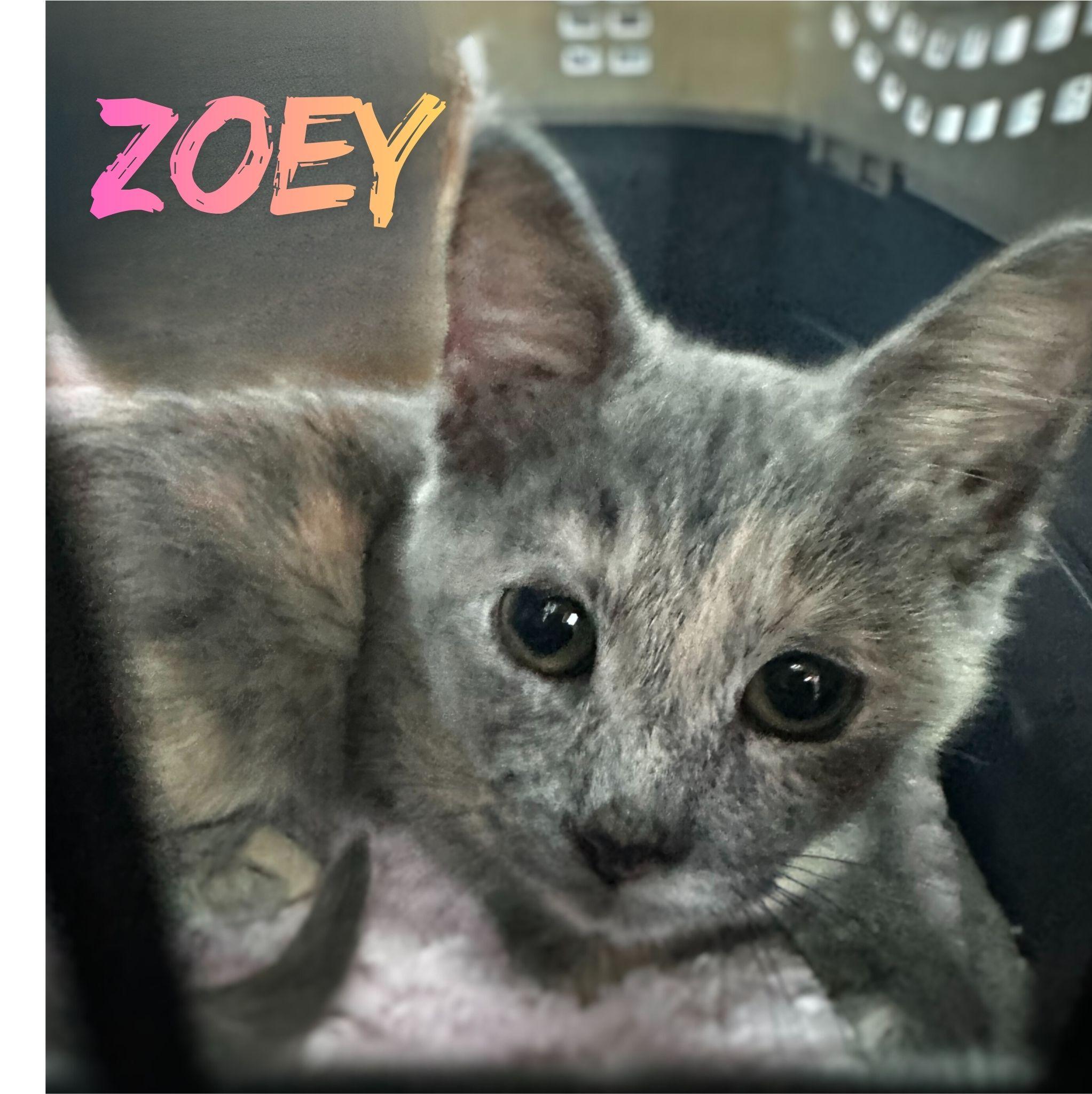 Enlarge Zoey, an adopted Domestic Short Hair in Hollister, CA image 1/1