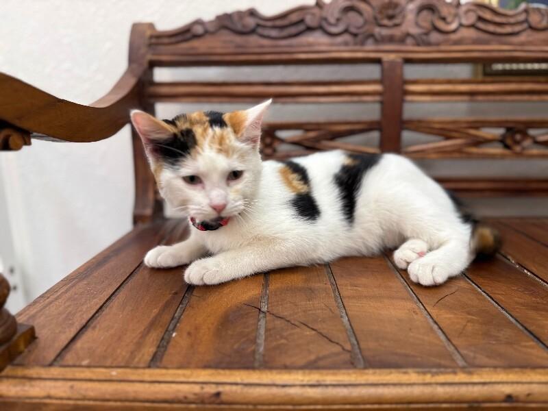 Ulani Lovey — thumbnail 5