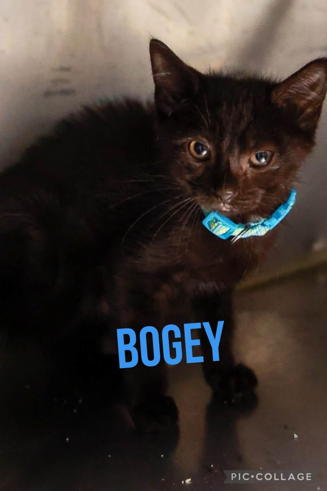 Enlarge Bogey, a Adopted Domestic Short Hair in Loogootee, IN image 1/1