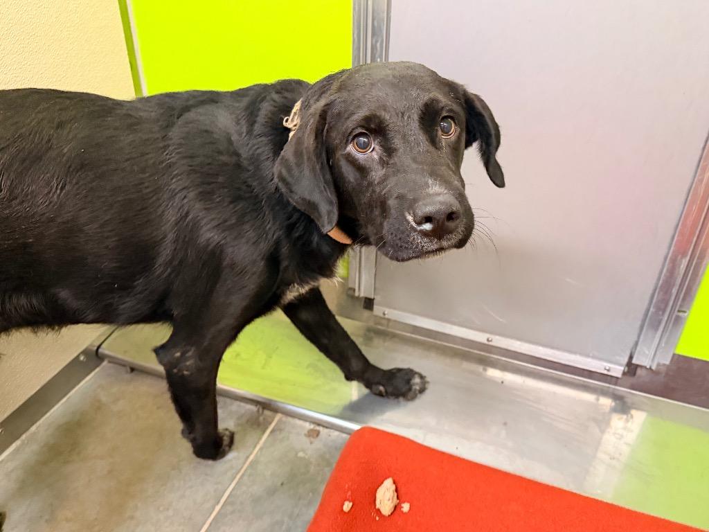 Mack, Adoptable, Young Male Black Labrador Retriever & Mixed Breed.
