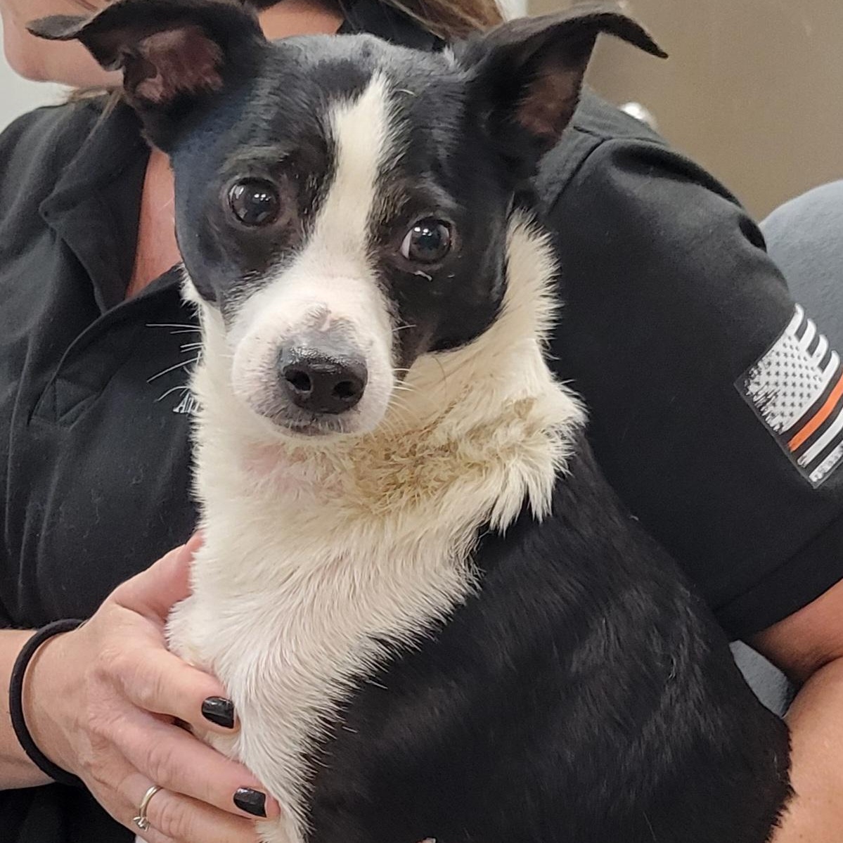 Enlarge Curly, a Adopted mixed breed in Lincoln, IL image 1/2