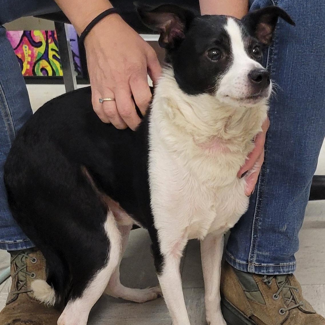 Enlarge Curly, a Adopted mixed breed in Lincoln, IL image 2/2