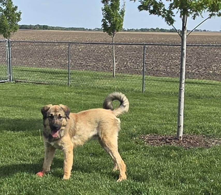 Enlarge Tripp, a ADOPTABLE mixed breed in Mclean, IL image 1/1