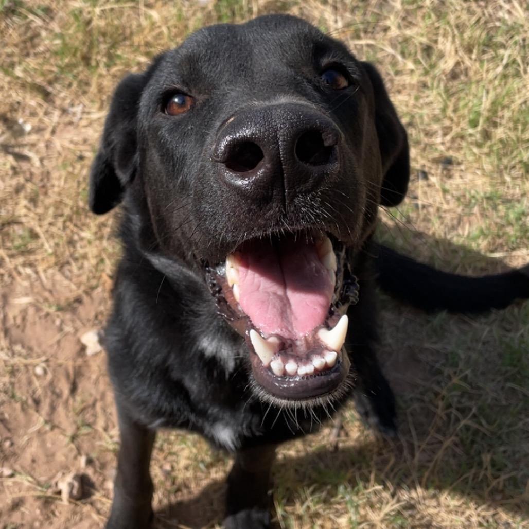Indra, Adoptable, Young Male Black Labrador Retriever & Mixed Breed.