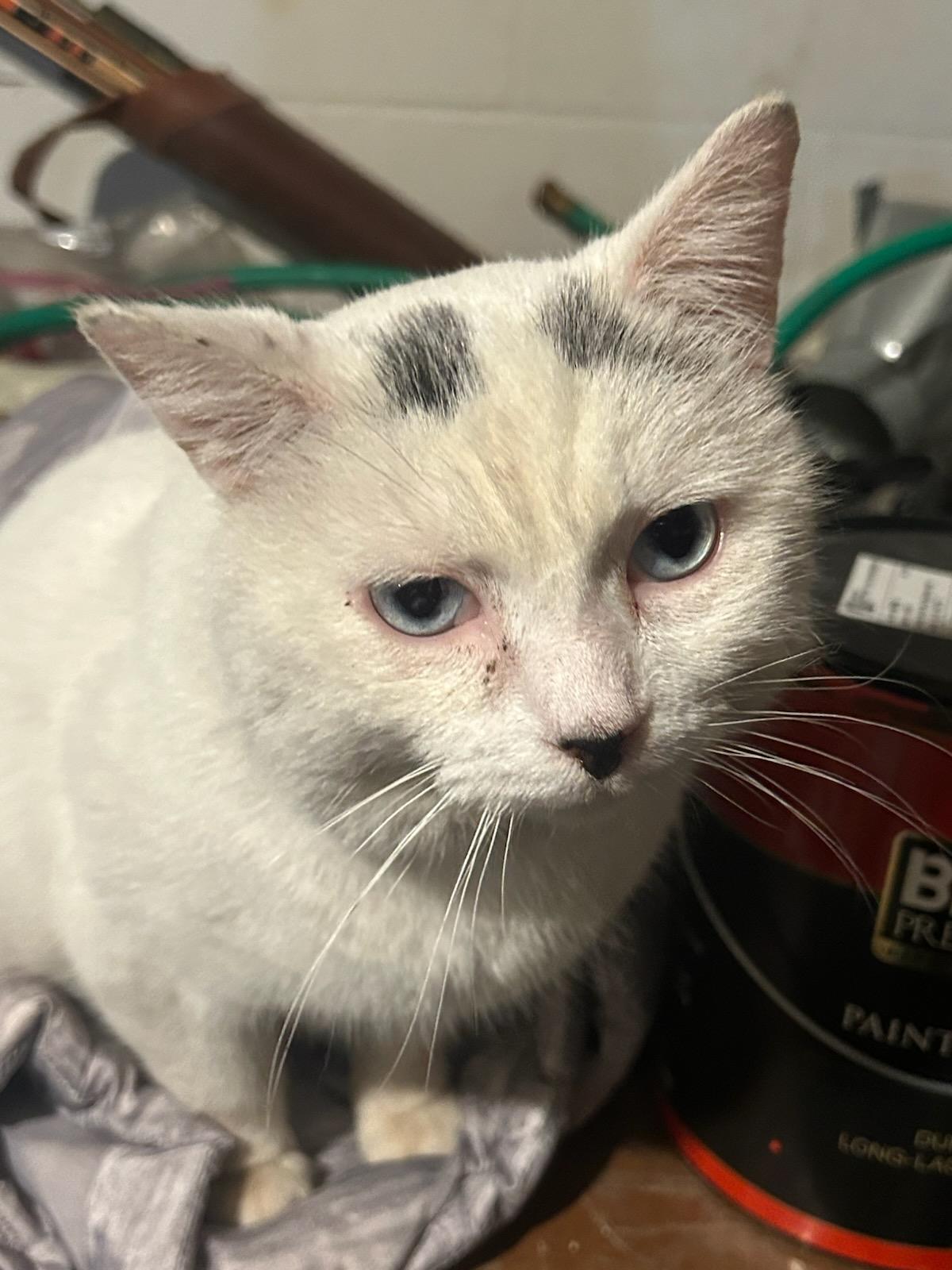 Enlarge Thor, a ADOPTABLE mixed breed in Syracuse, NY image 3/3