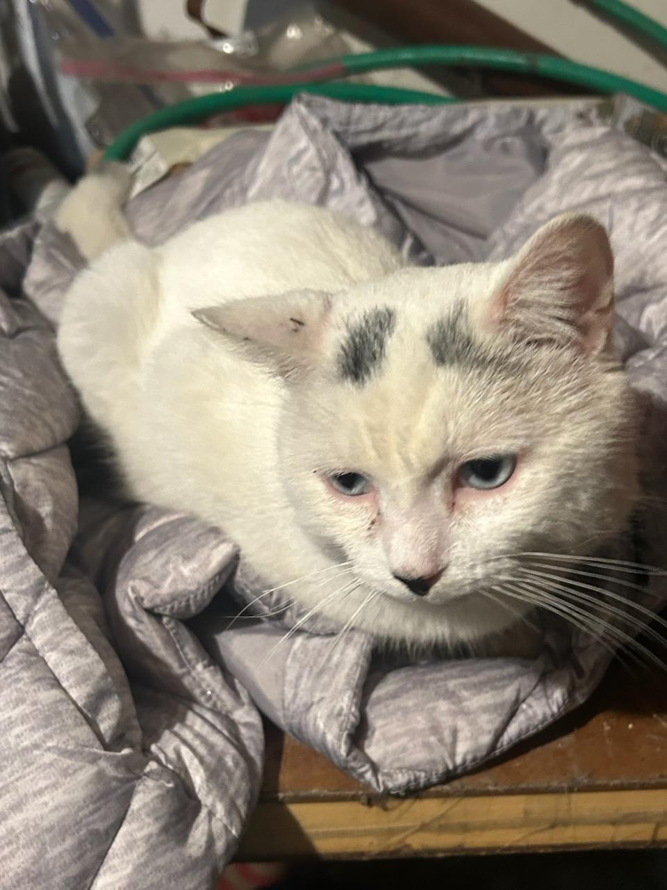 Enlarge Thor, a ADOPTABLE mixed breed in Syracuse, NY image 2/3