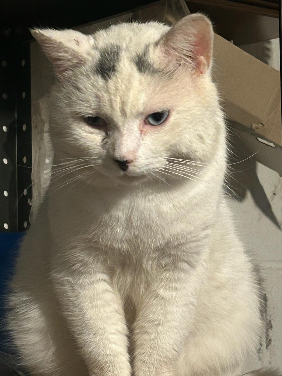 Thor, ADOPTABLE, Adult Male Domestic Short Hair & Siamese.