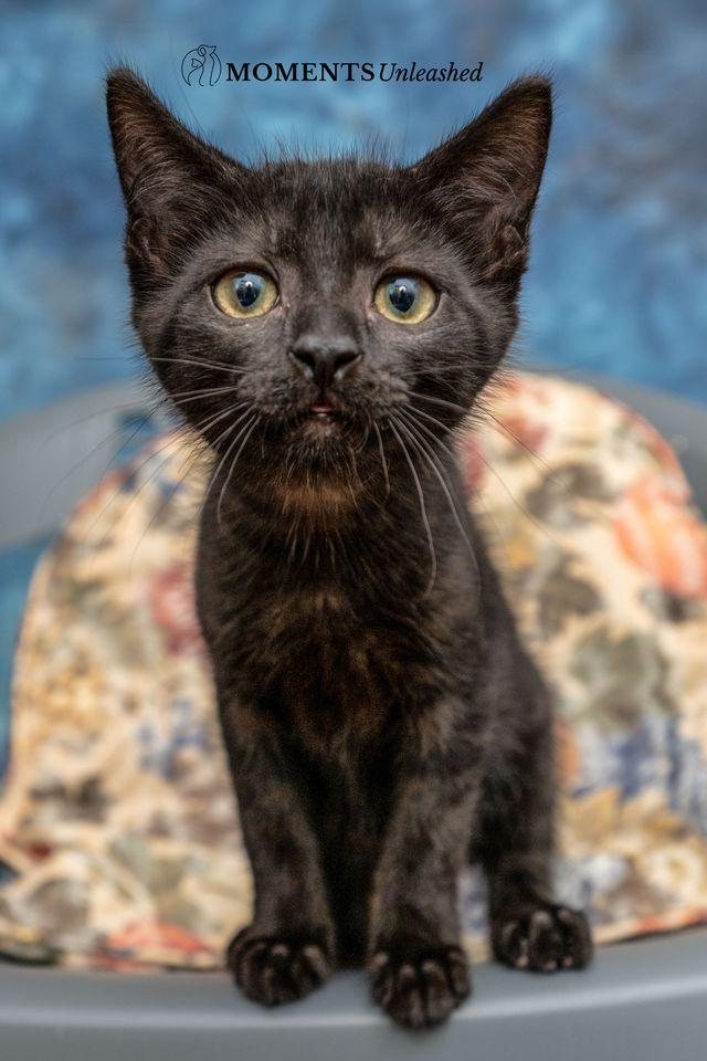 Enlarge Cadbury, a Adoptable Domestic Short Hair in Myakka City, FL image 3/4