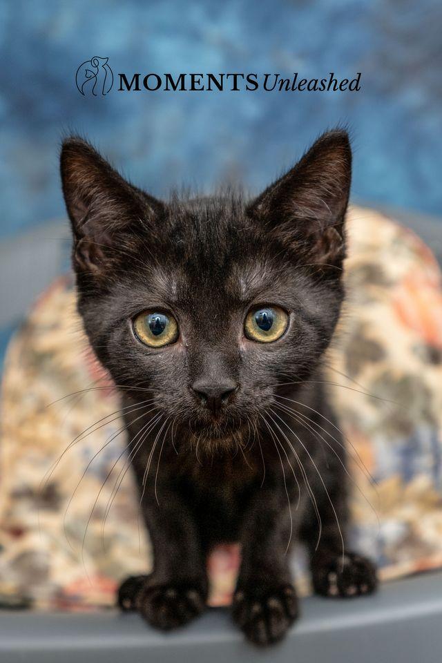 Enlarge Cadbury, a Adoptable Domestic Short Hair in Myakka City, FL image 2/4