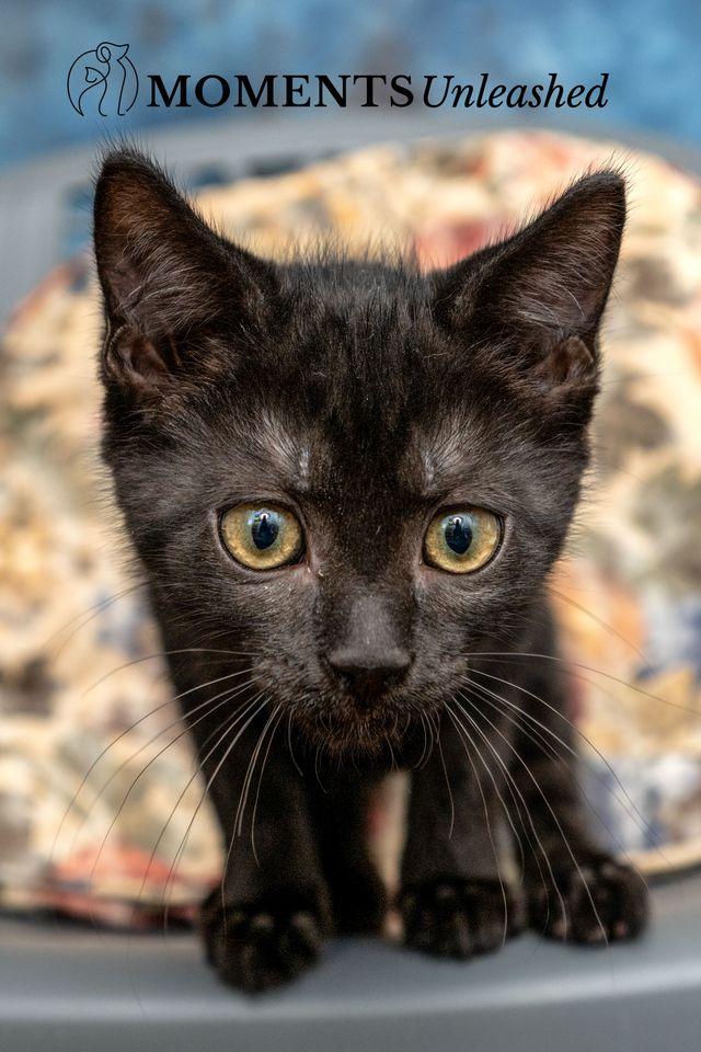 Enlarge Cadbury, a Adoptable Domestic Short Hair in Myakka City, FL image 4/4