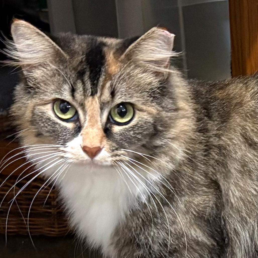 Enlarge Camilla Star Greenwood, a Adoptable Domestic Long Hair in Merrifield, VA image 1/3