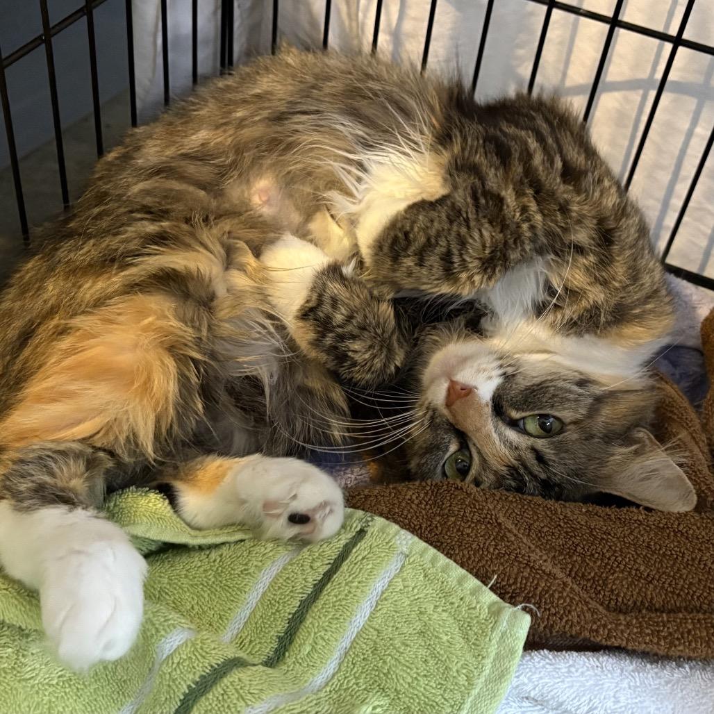 Enlarge Camilla Star Greenwood, a Adoptable Domestic Long Hair in Merrifield, VA image 2/3