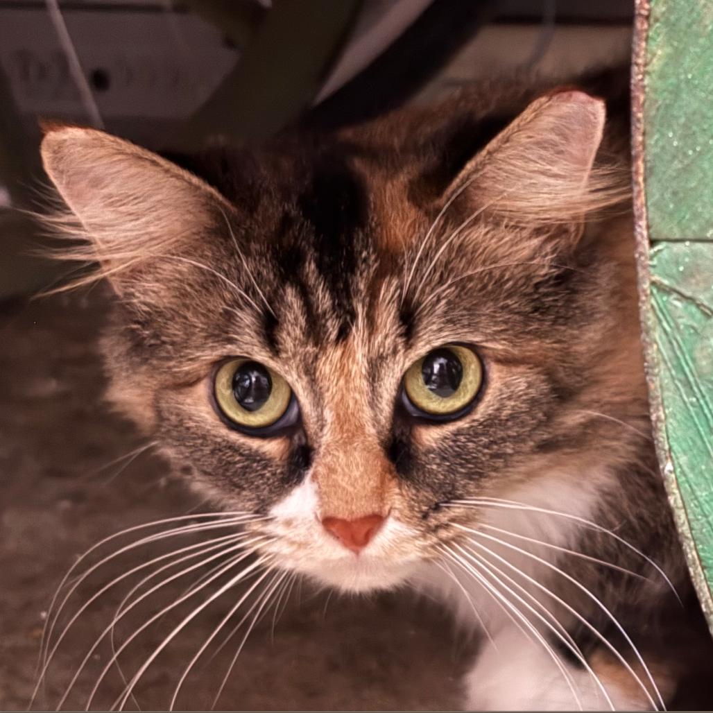 Enlarge Camilla Star Greenwood, a Adoptable Domestic Long Hair in Merrifield, VA image 3/3