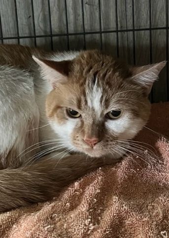Diego, an adoptable Tabby in Porter, TX_image-1