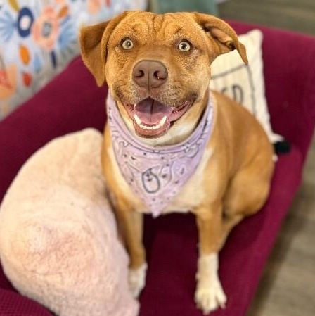 Enlarge Butterscotch Pie, a Adoptable mixed breed in Arlington, WA image 1/6