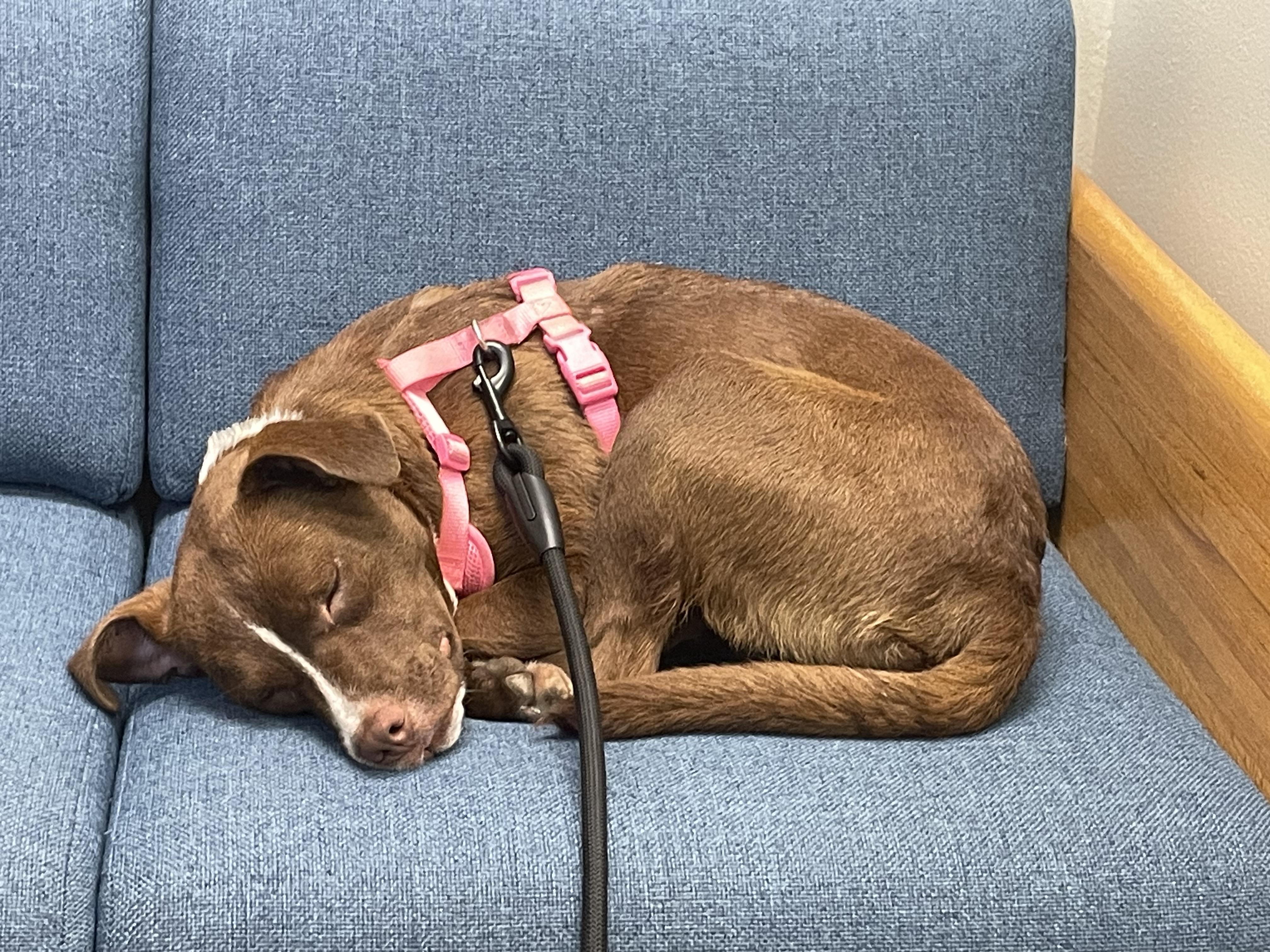 Enlarge Gigi Hadid, a Adoptable mixed breed in Woburn, MA image 4/6