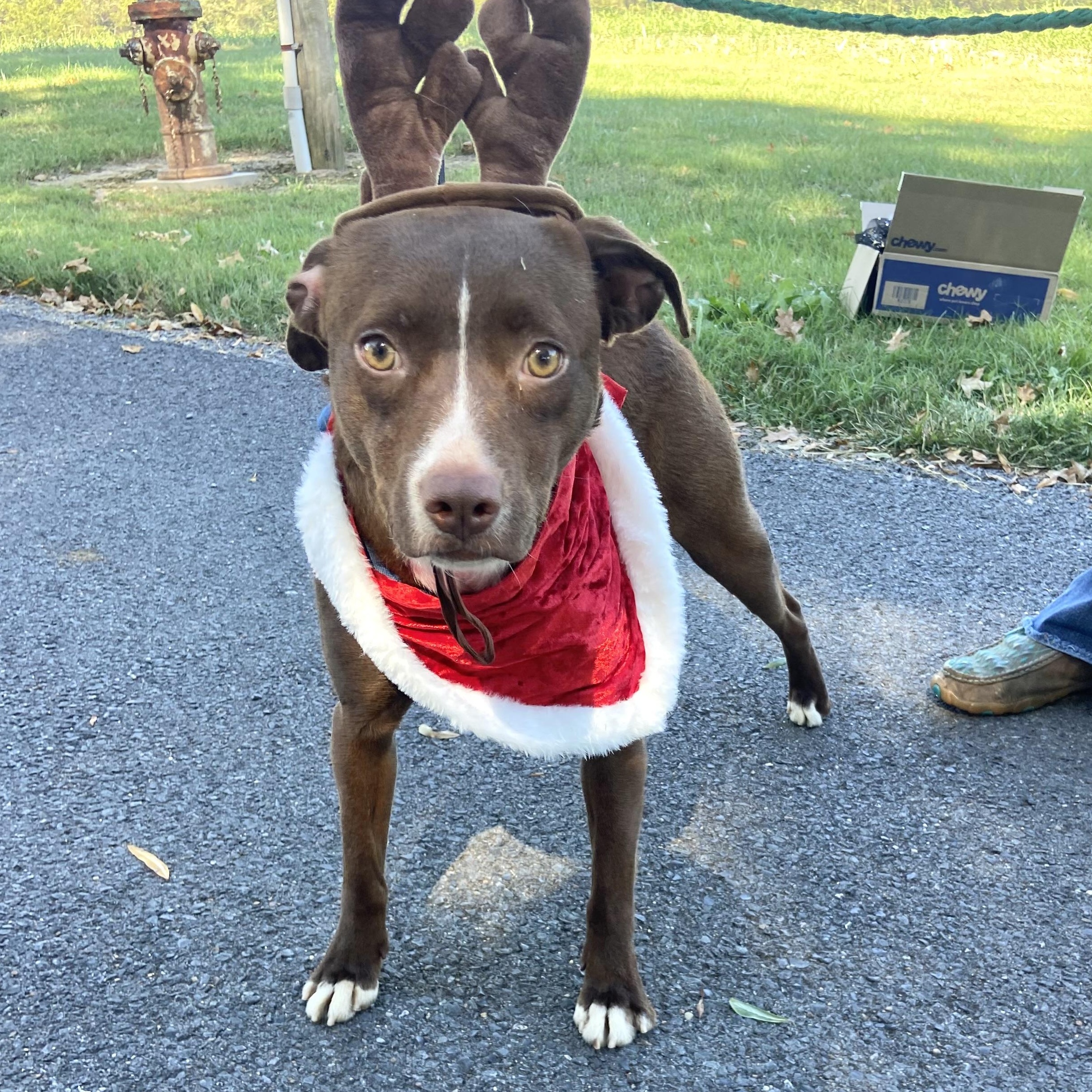 Enlarge Gigi Hadid, a Adoptable mixed breed in Woburn, MA image 3/6