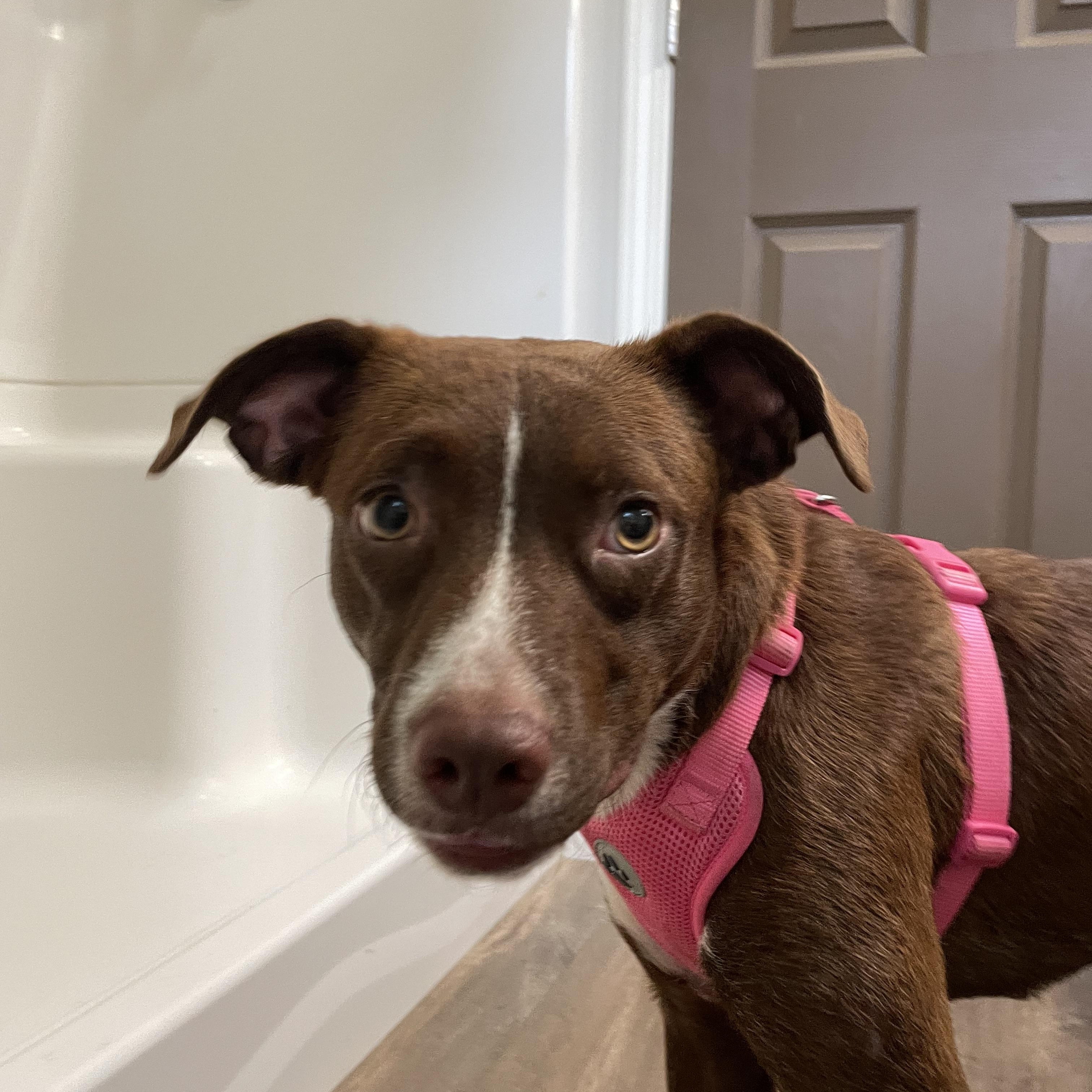 Enlarge Gigi Hadid, a Adoptable mixed breed in Woburn, MA image 2/6