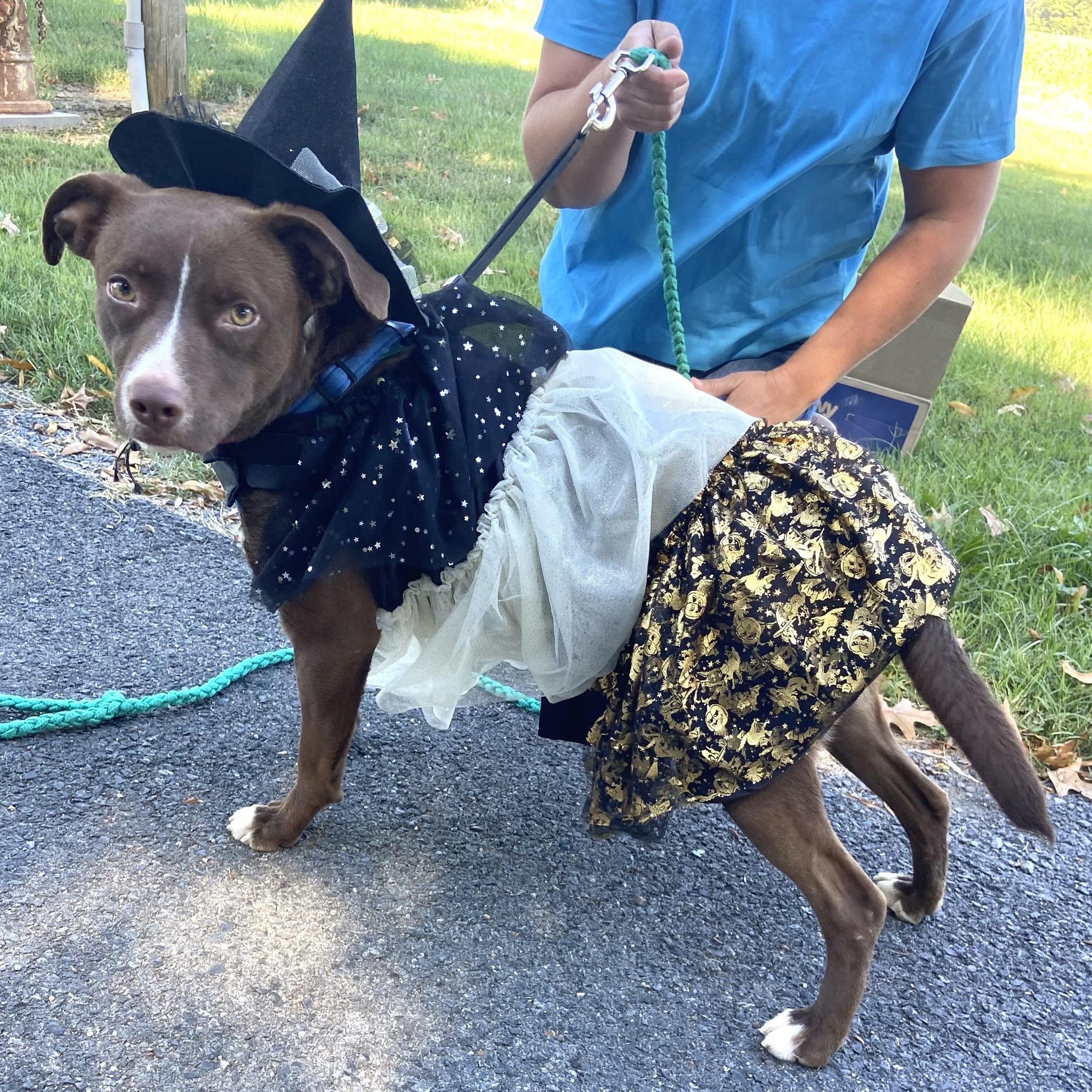 Enlarge Gigi Hadid, a Adoptable mixed breed in Woburn, MA image 1/6