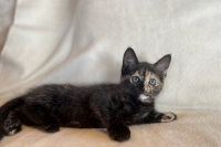 Effie, Baby Female unknown