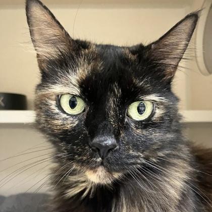 Koa, Adoptable, Senior Female Domestic Medium Hair & Domestic Short Hair.