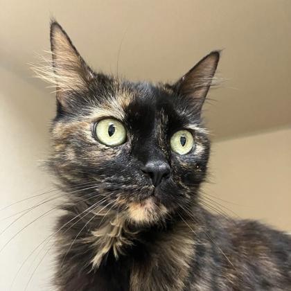 Enlarge Koa, a Adoptable mixed breed in Burlington, WA image 2/3