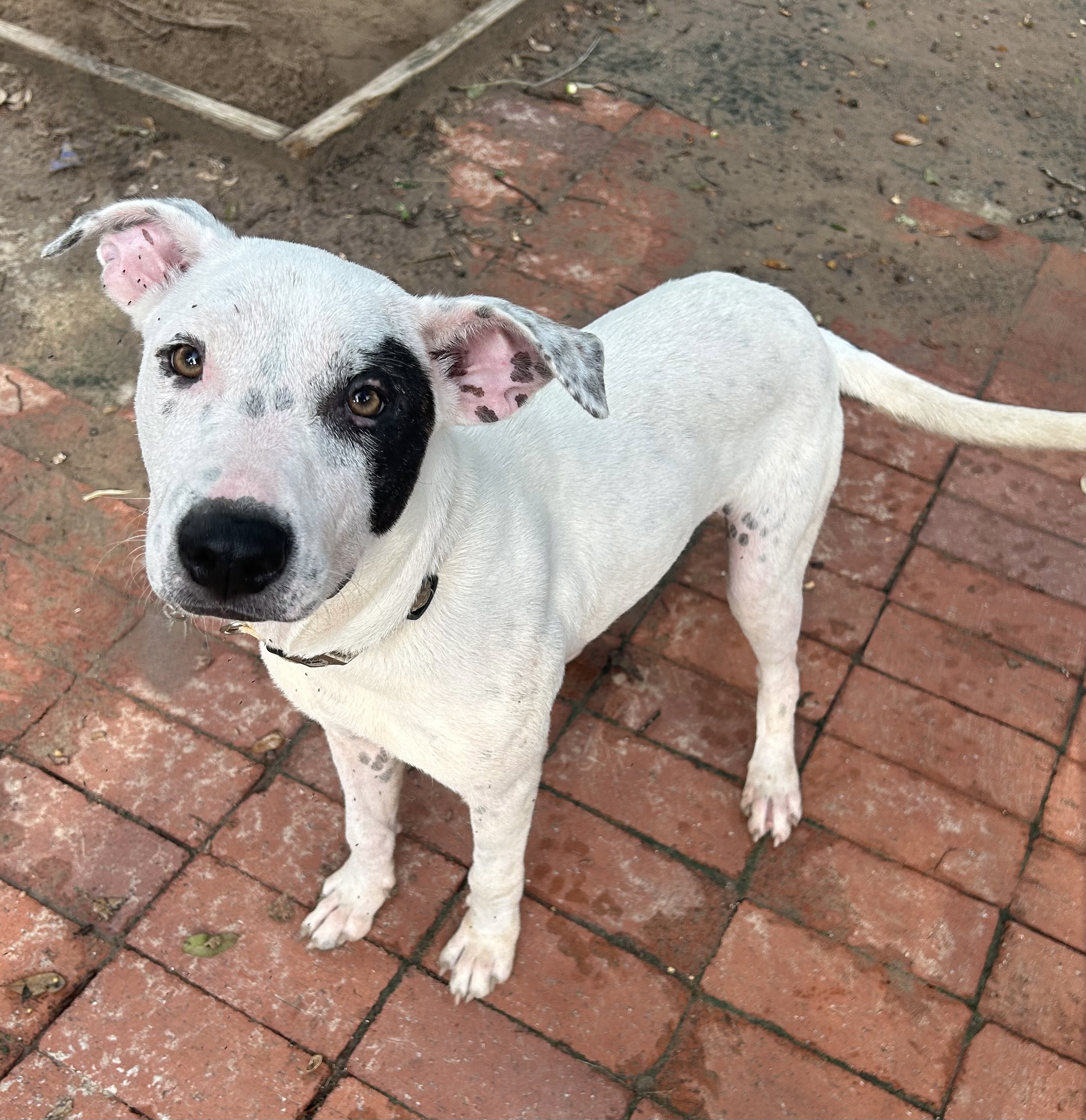 Pira, an adoptable Pit Bull Terrier in Harlingen, TX, 78550 | Photo Image 4
