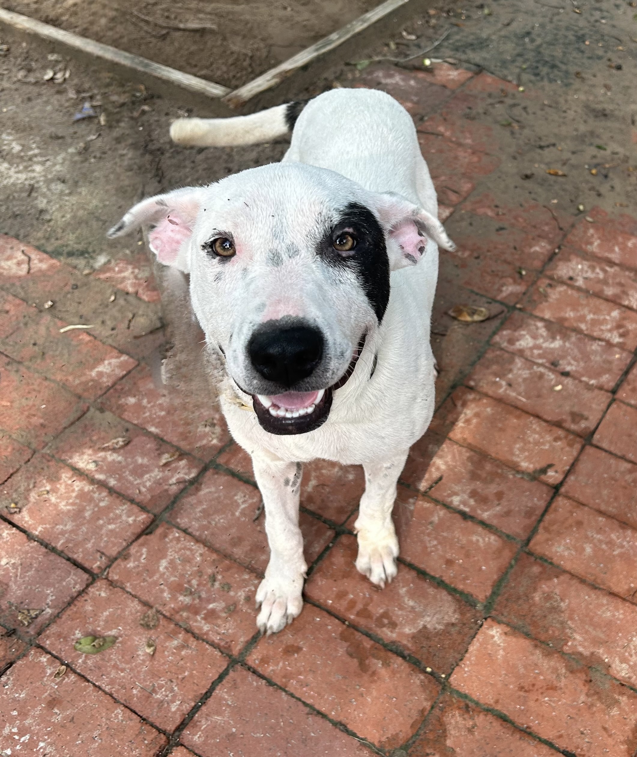 Pira, an adoptable Pit Bull Terrier in Harlingen, TX, 78550 | Photo Image 1