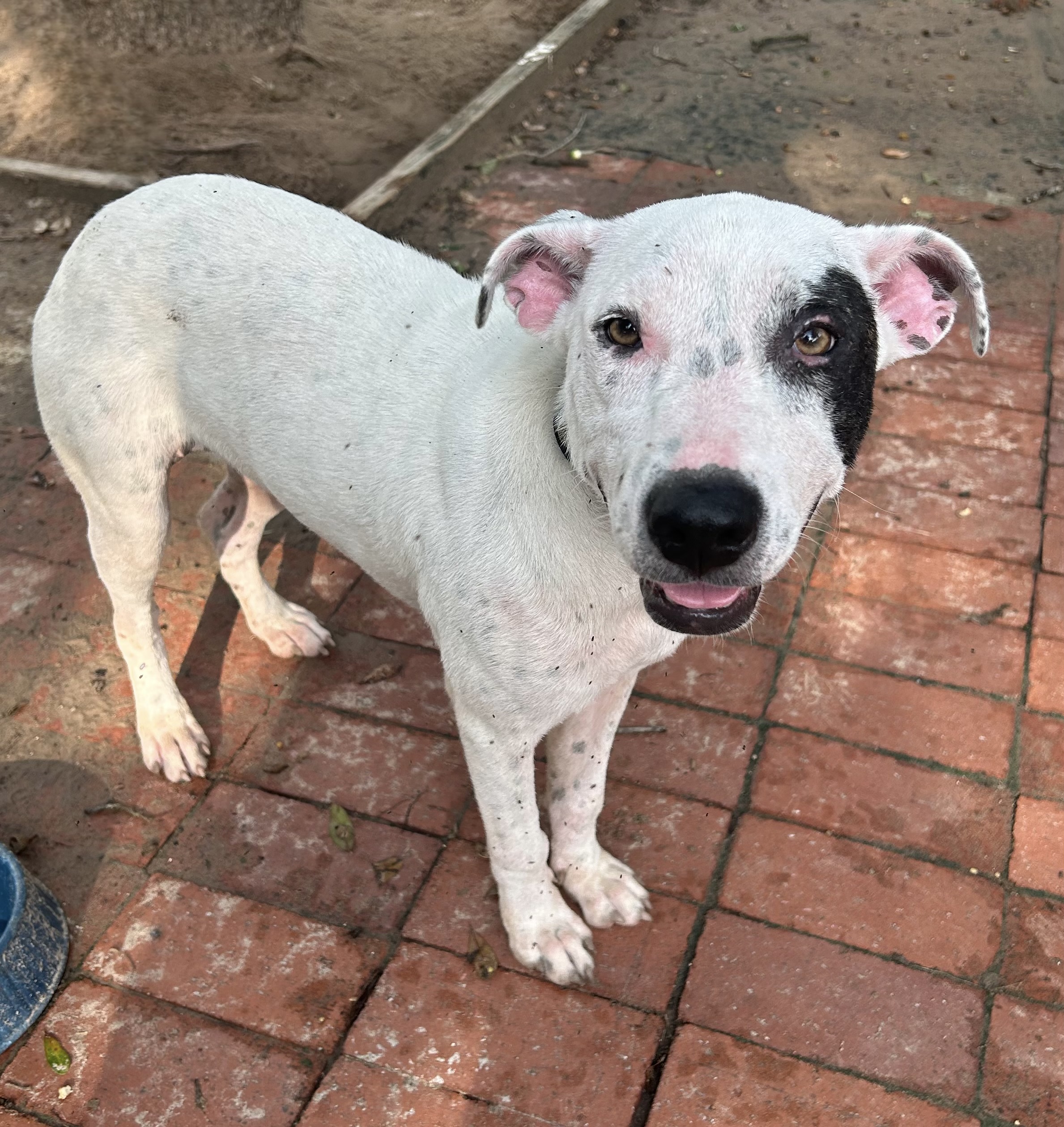 Pira, an adoptable Pit Bull Terrier in Harlingen, TX, 78550 | Photo Image 3