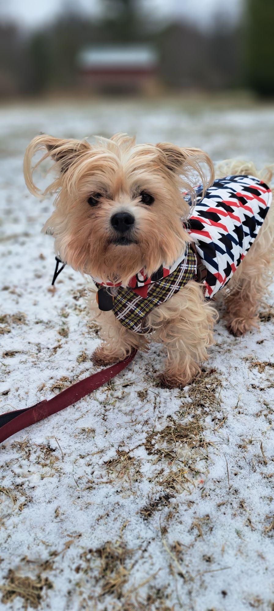 Enlarge Teddy, a Adoptable Mixed Breed in Shelburne, VT image 1/3