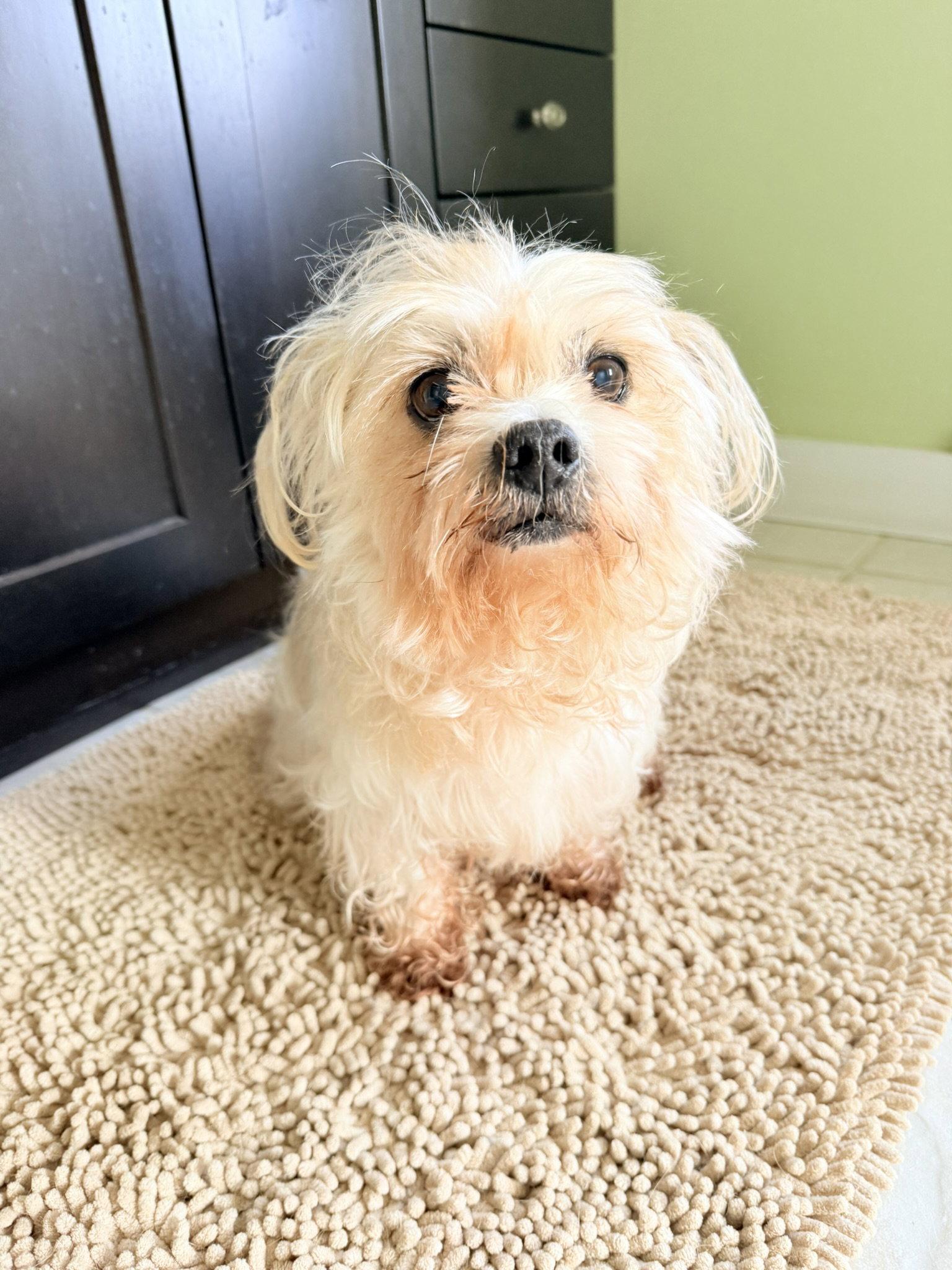 Enlarge Teddy, a Adoptable Mixed Breed in Shelburne, VT image 2/3