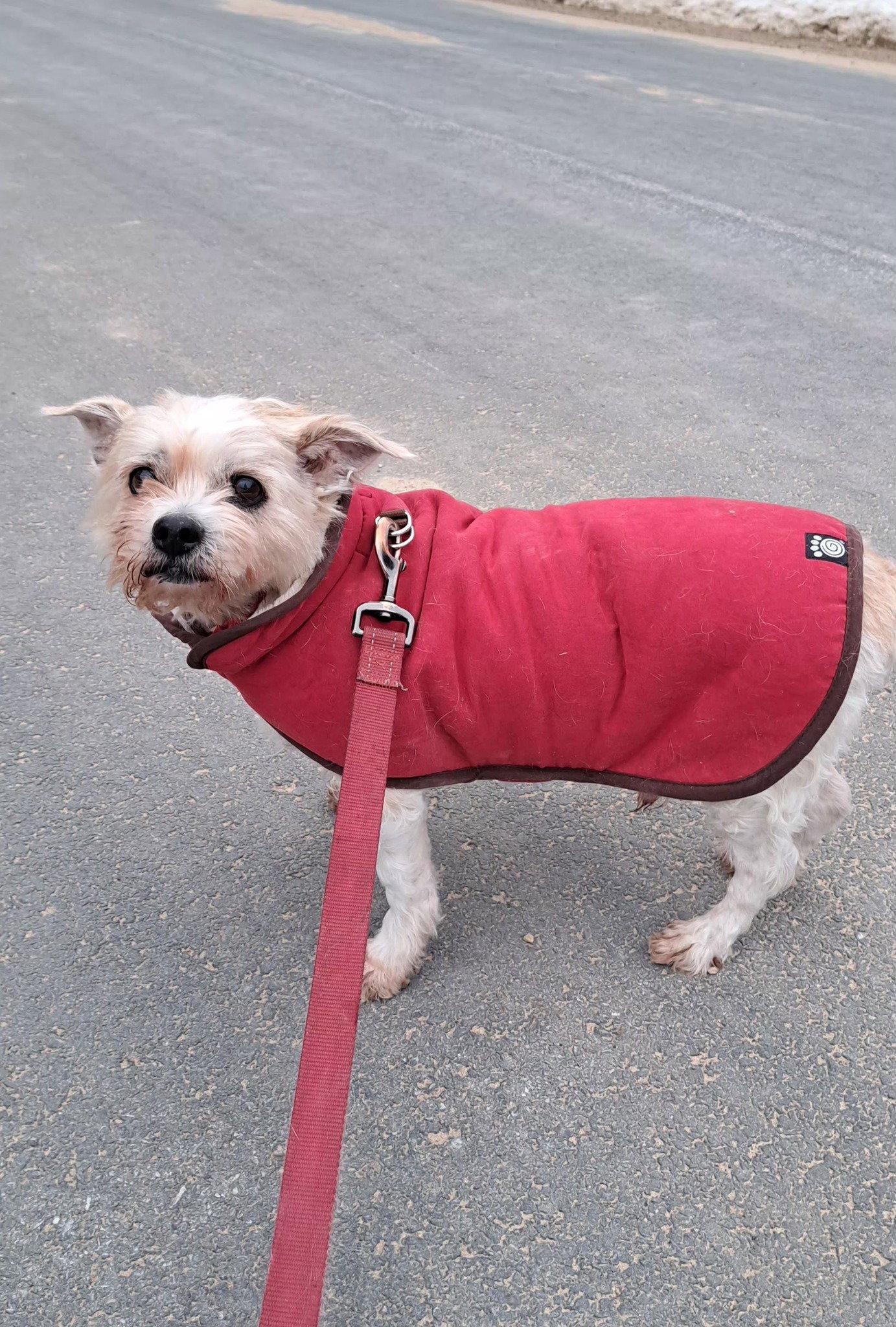 Enlarge Teddy, a Adoptable Mixed Breed in Shelburne, VT image 3/3