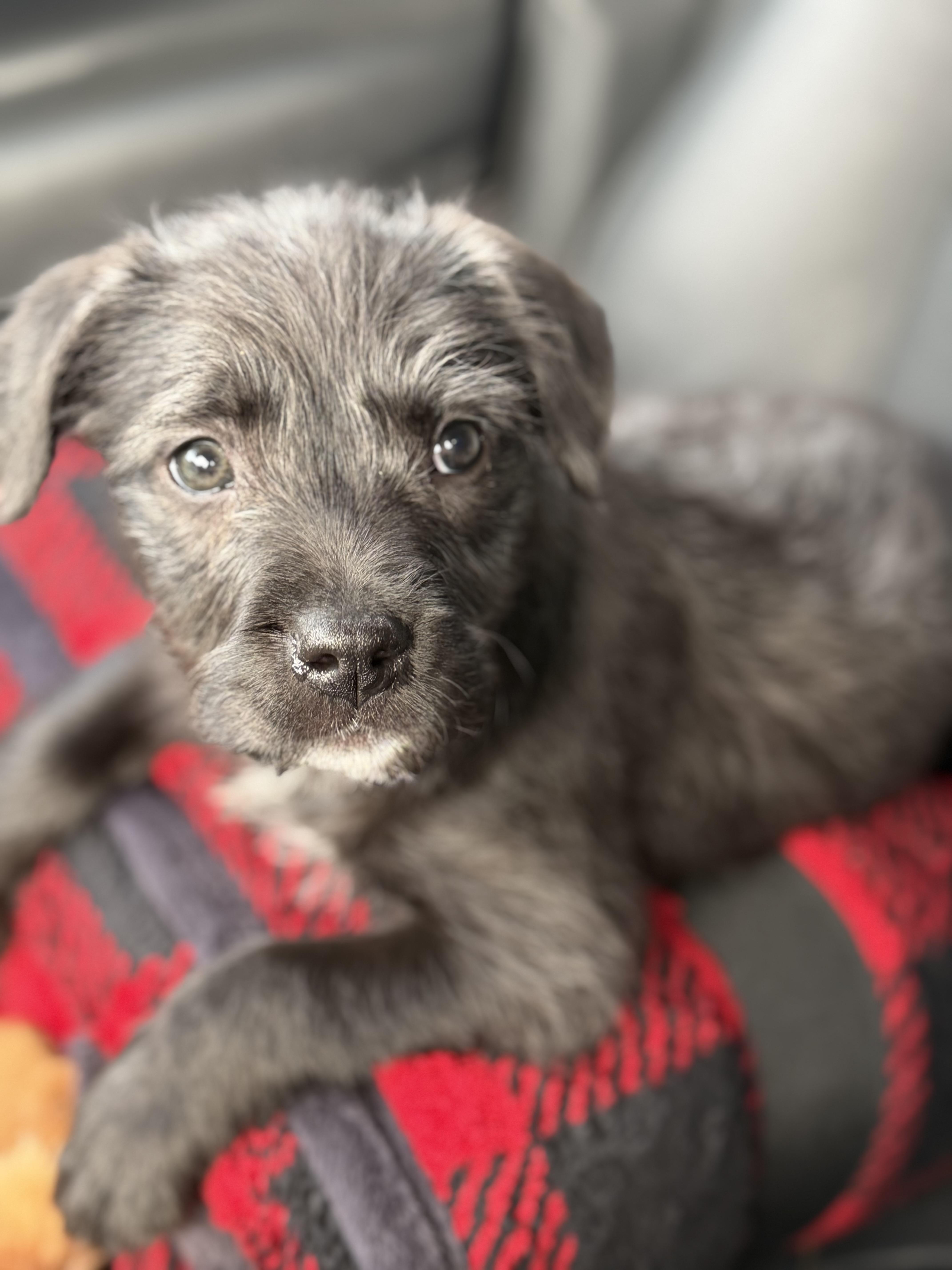 Bailey, a ADOPTABLE mixed breed in Yuba City, CA image 1/5