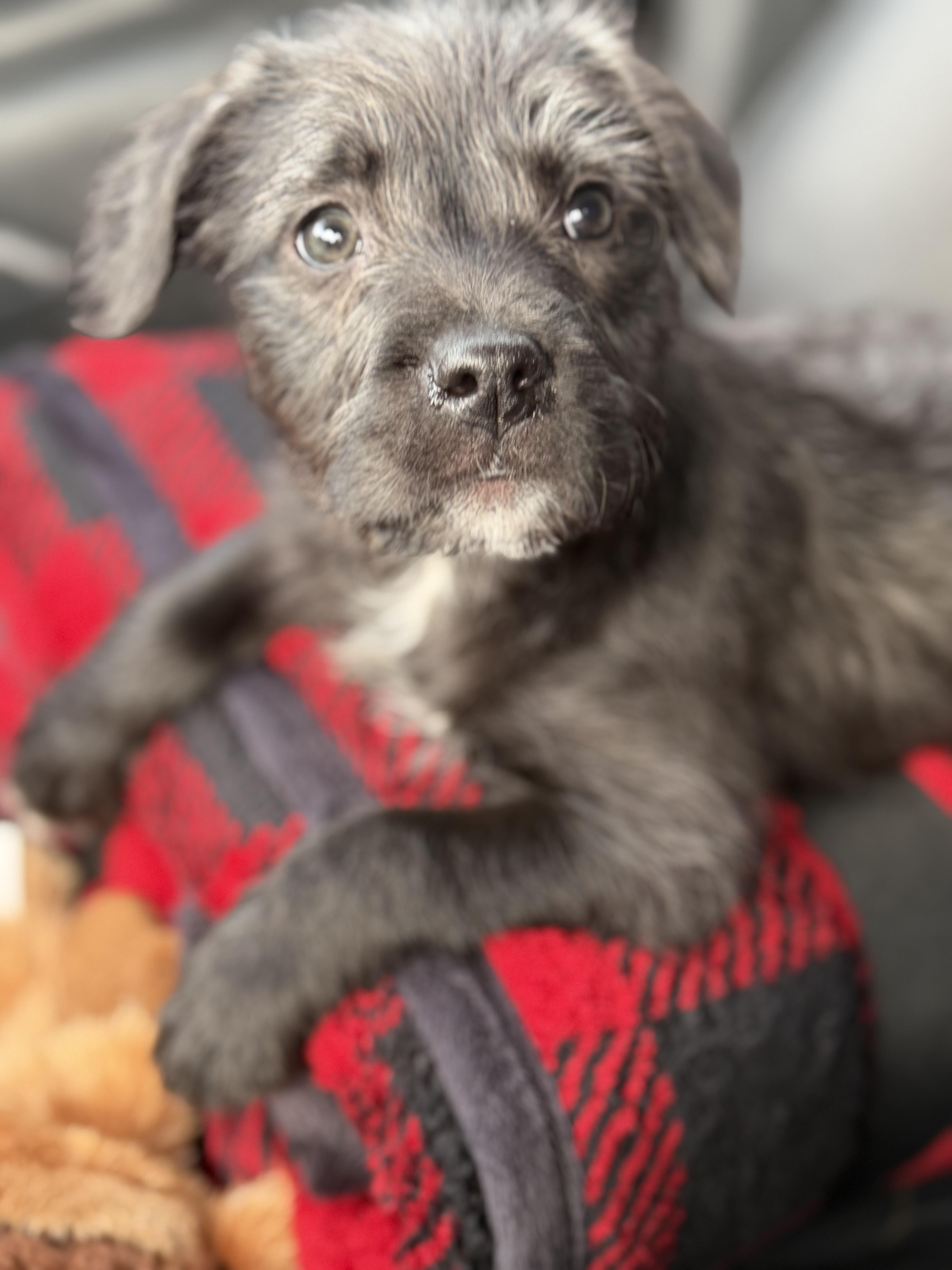 Bailey, a ADOPTABLE mixed breed in Yuba City, CA image 4/5