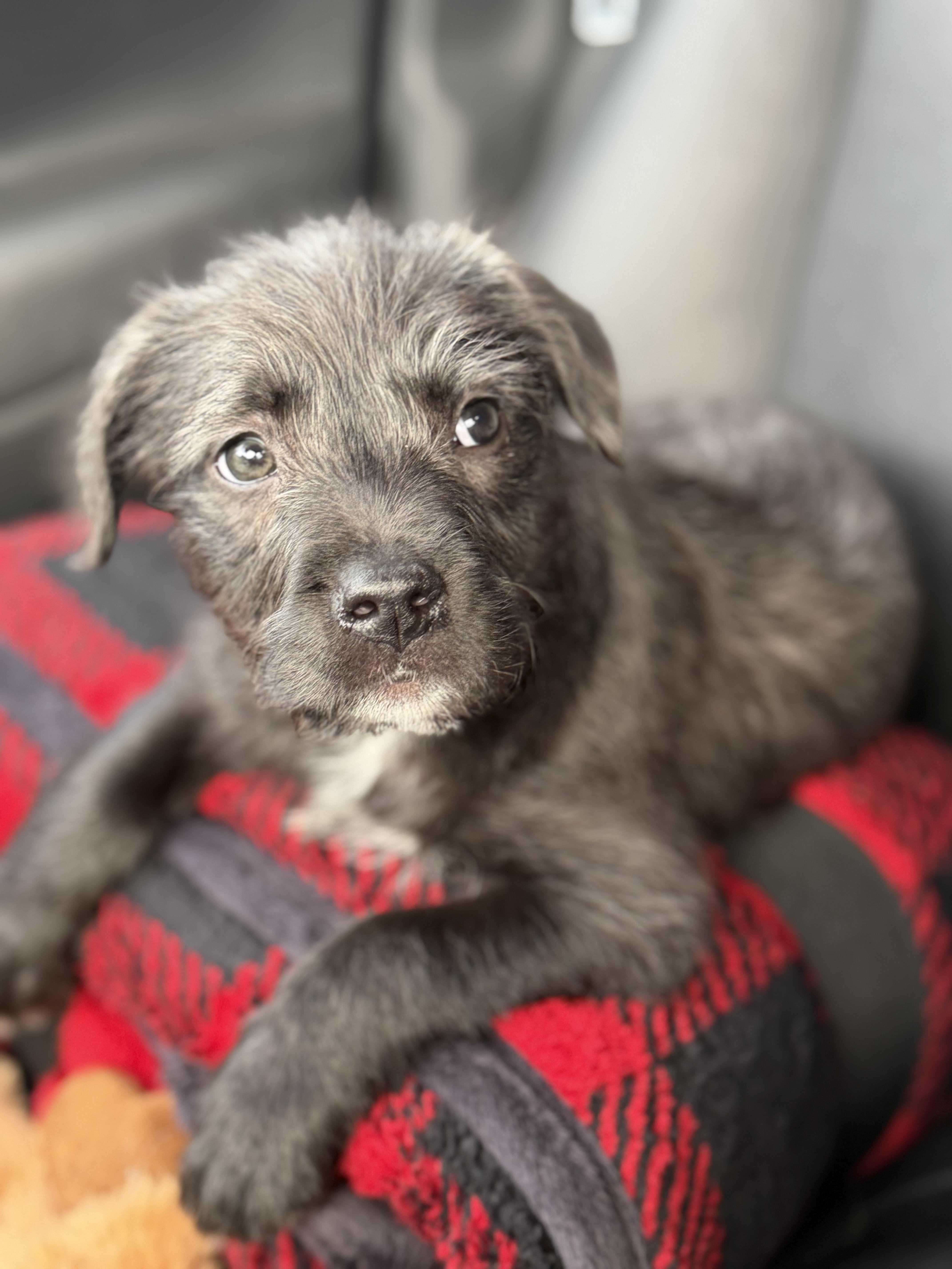 Bailey, a ADOPTABLE mixed breed in Yuba City, CA image 3/5