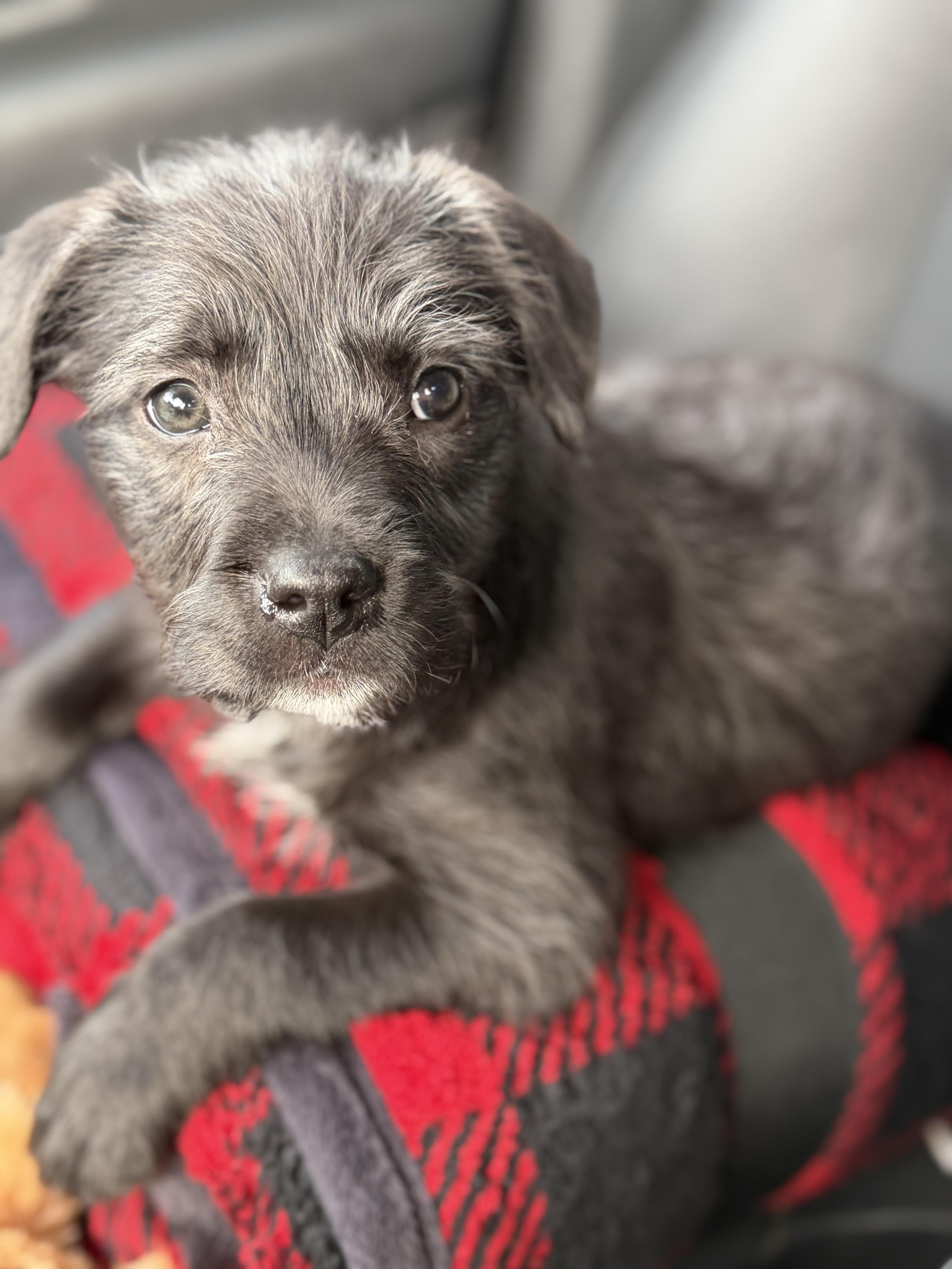 Bailey, a ADOPTABLE mixed breed in Yuba City, CA image 5/5
