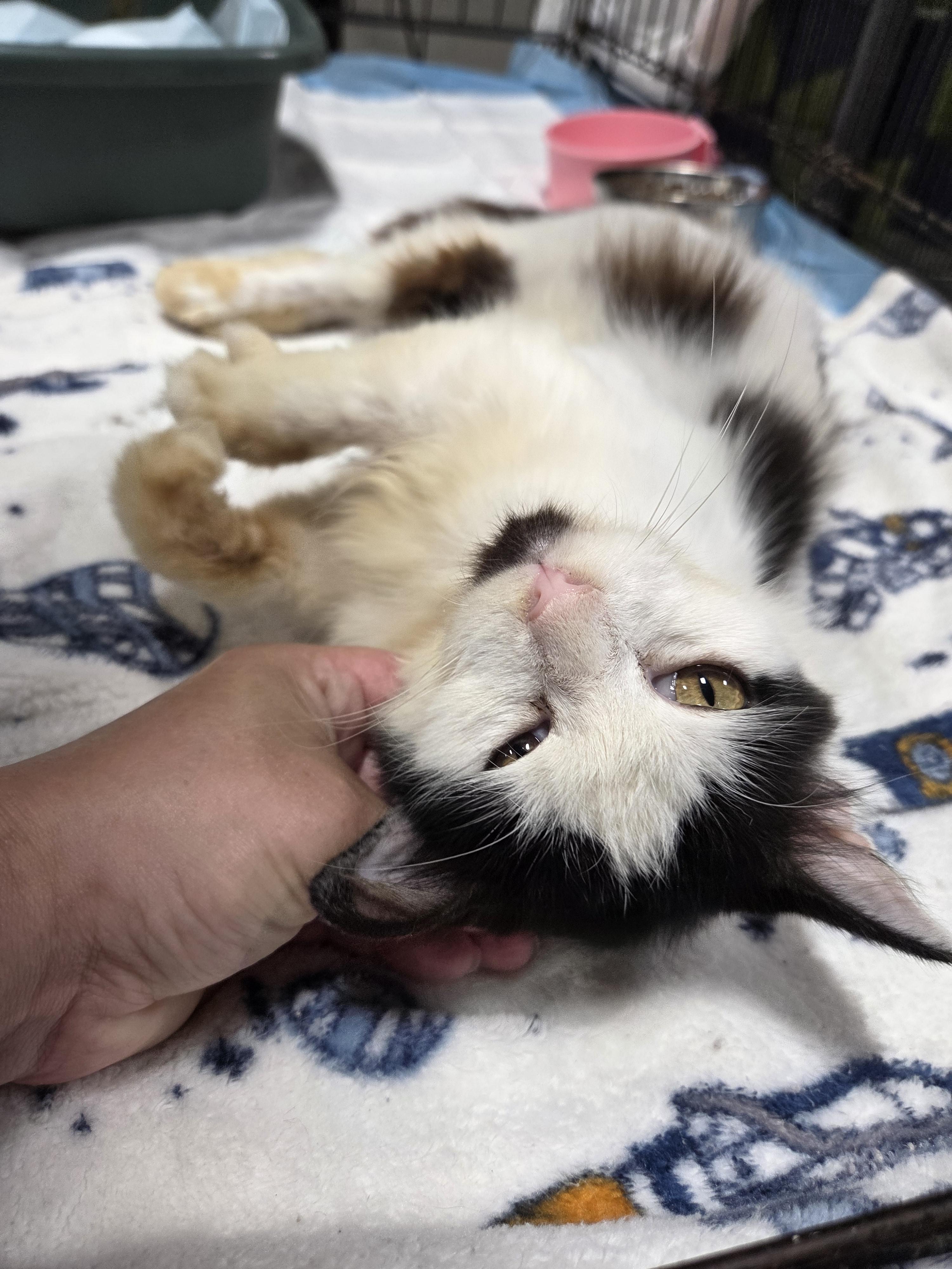 Betty, an adopted Domestic Long Hair in Columbia, MO image 2/6