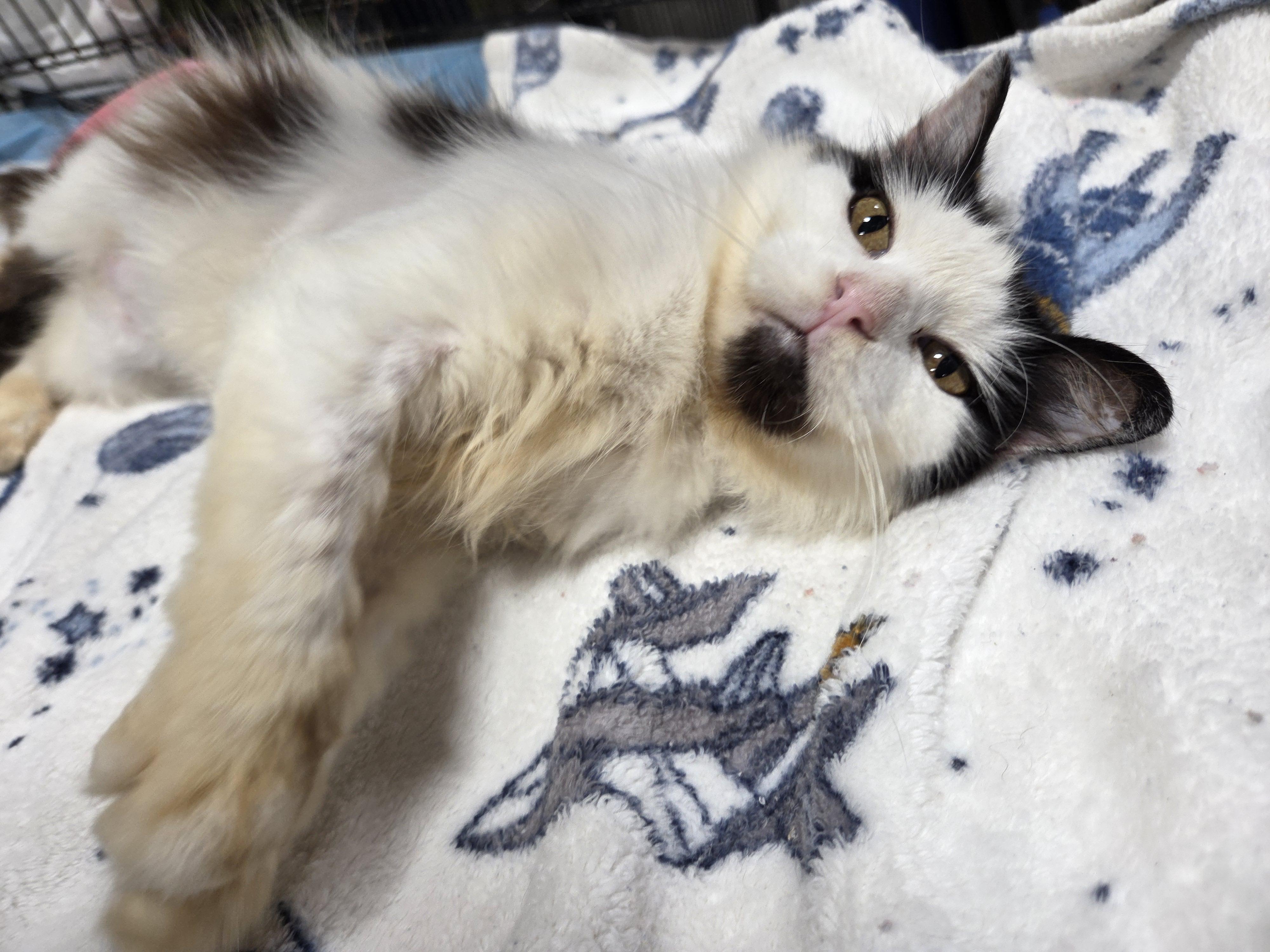 Betty, an adopted Domestic Long Hair in Columbia, MO image 1/6