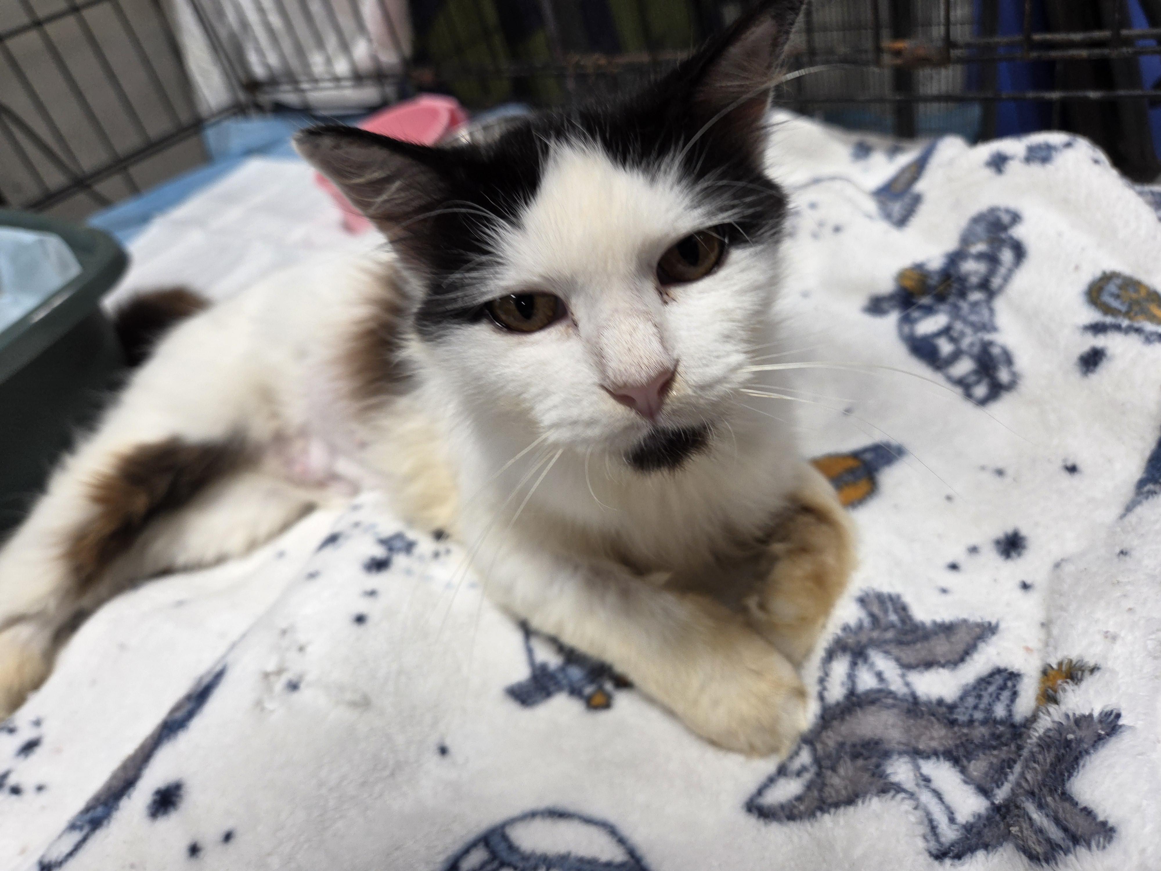 Betty, an adopted Domestic Long Hair in Columbia, MO image 4/6
