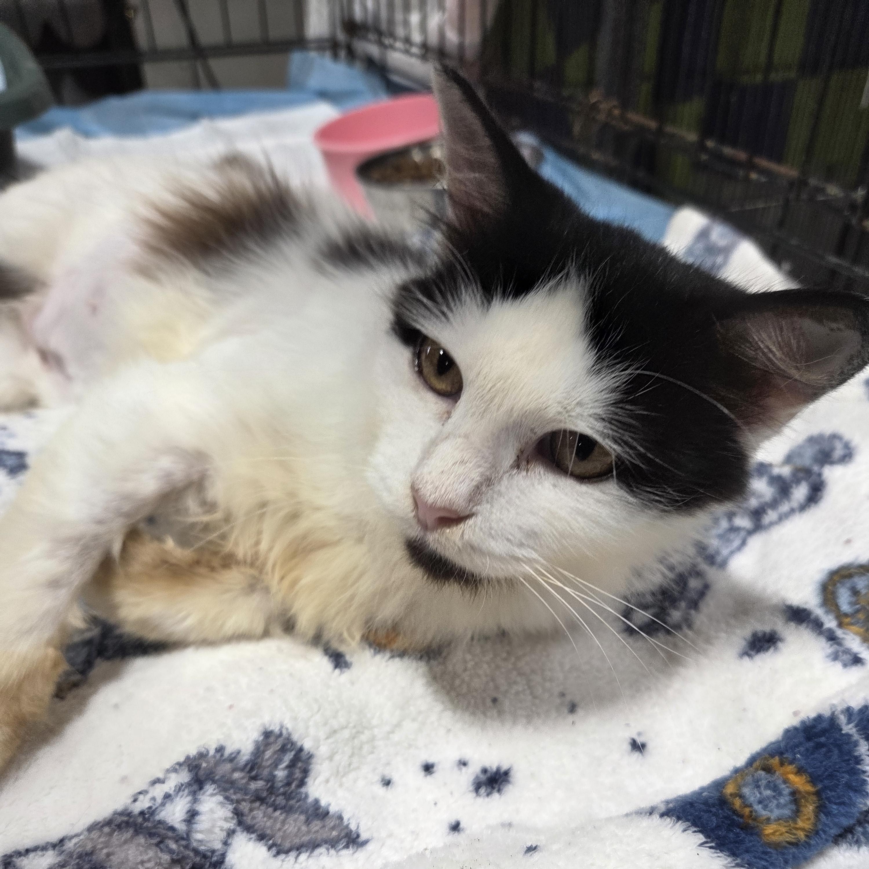 Betty, an adopted Domestic Long Hair in Columbia, MO image 5/6