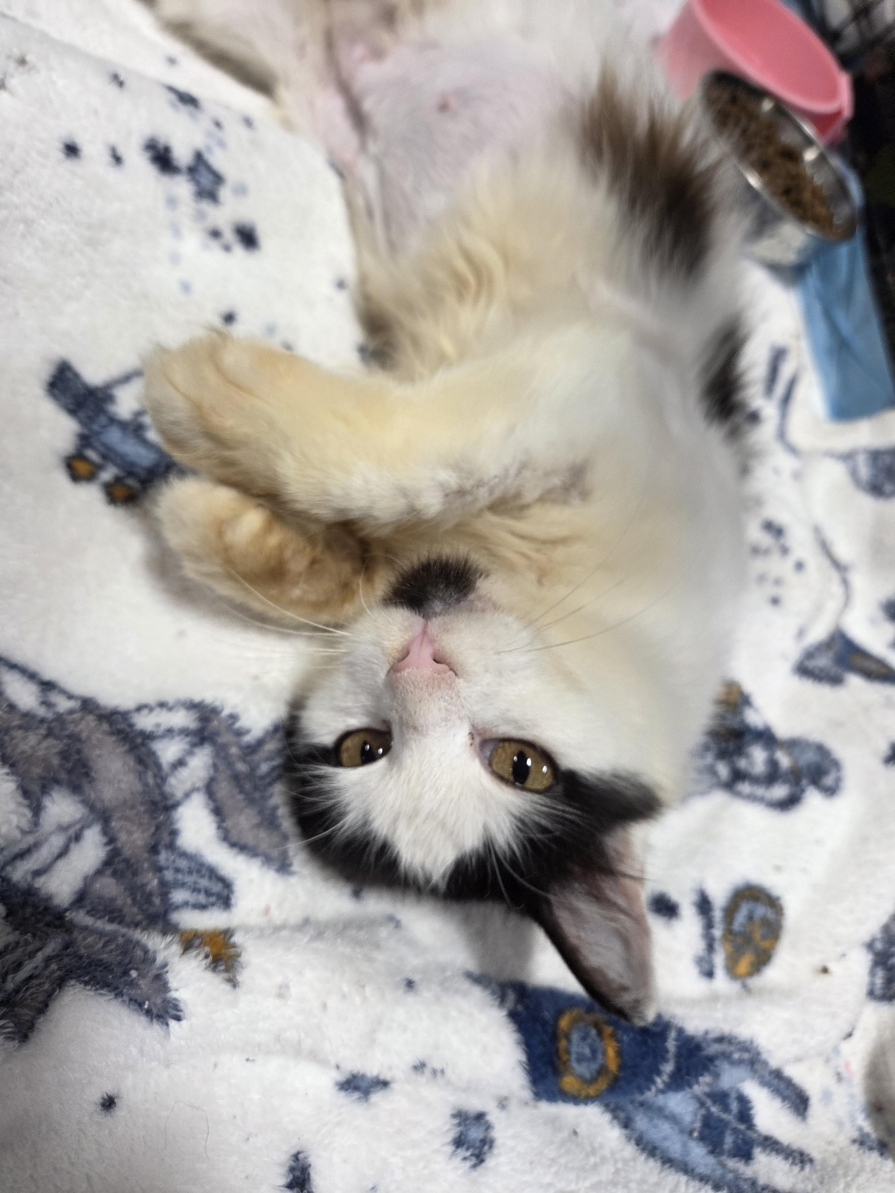 Betty, an adopted Domestic Long Hair in Columbia, MO image 3/6